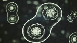Flood Cell Division