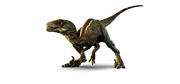 Raptor