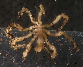 Sea spider