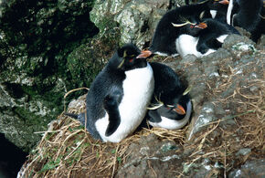 MacquarieIslandRockhoppers