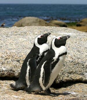 African penguins Boulder Bay 1