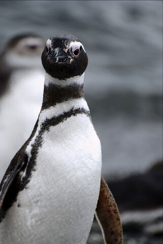 File:Penguin VI.jpg