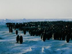 EmperorPenguinColonyClose