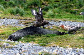 Skuas and Giant Petrel