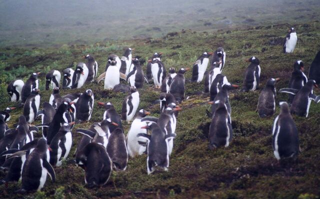 File:Pygoscelis papua on Carcass Island 1.jpg
