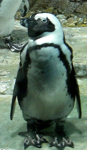 File:Not so happy feet.jpg