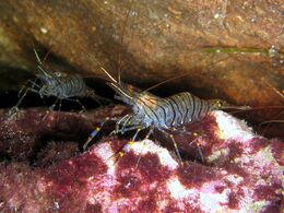 Palaemon serratus Croazia