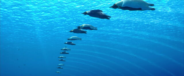 File:Happy-feet-disneyscreencaps.com-3105.jpg