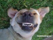 Smiling dog