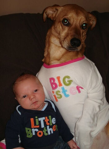 File:Xo3oo-funny-dog-baby.jpg