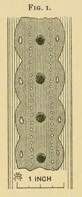 Fig-1