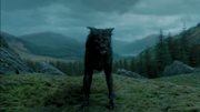 Padfoot.png