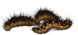 Caterpillars-lrg