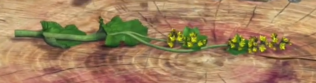 File:Lady'sMantle.png