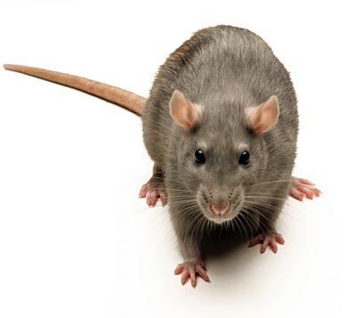 Fil:Brown-rat.jpg