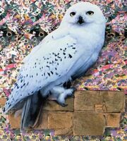Hedwig.jpg