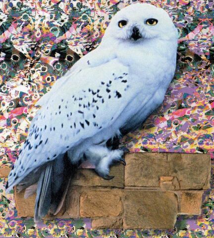 File:Hedwig.jpg