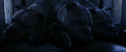 Fluffy2.png