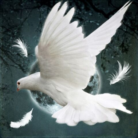 File:Dove.jpg
