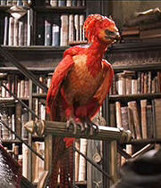 Phoenix-1-.jpg