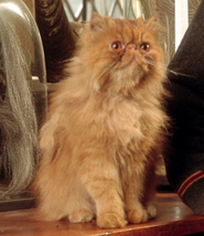 Crookshanks PM