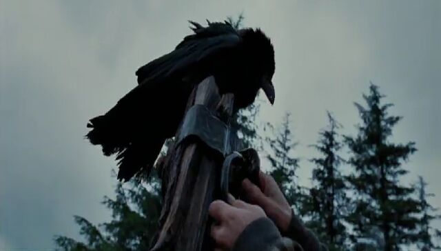 File:Unidentified crow.jpg