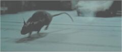 Scabbers The Rat.jpg