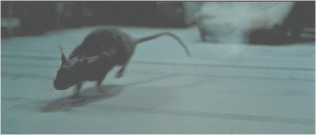 Datei:Scabbers The Rat.jpg