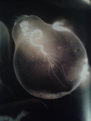File:Lightbulb Worm.png