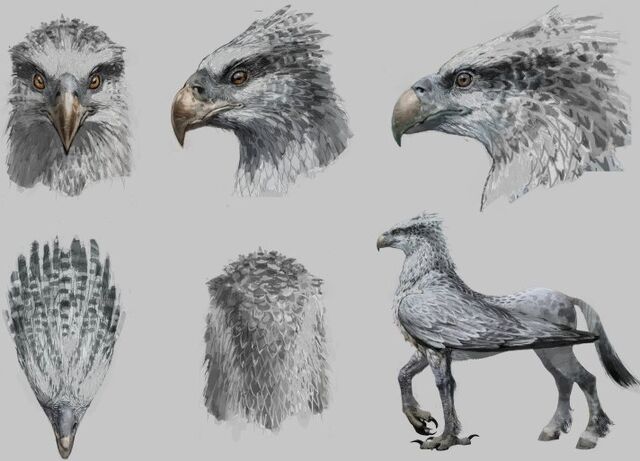 File:Buckbeak WB F3 ConceptOfBuckbeaksHeadColour Illust 100615 Land.jpg