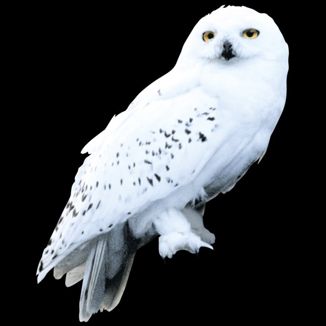 Hedwig Harry Potter Wiki FANDOM powered by Wikia Hedwig Harry Potter Wiki FANDOM powered by Wikia