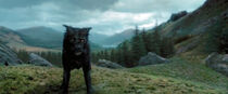 Padfoot Sir.jpg