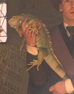 Iguan