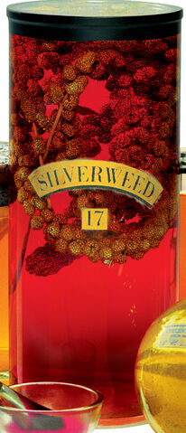 File:Silverweed.jpg