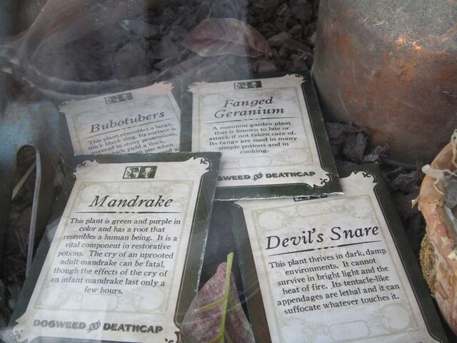File:Seeds.jpg