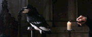 VeraVerto175px.gif