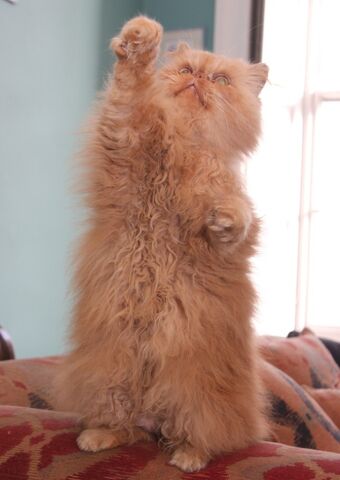 File:Pumpkin the cat.jpg