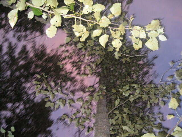 File:IMG 2212.jpg