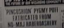 HaberdasheryPygmyPuff