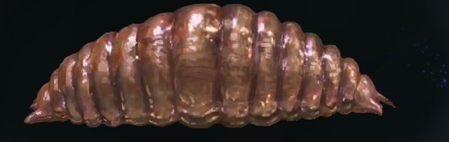 File:Flobberworm FBCFTWW.jpg