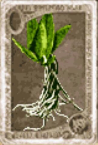 File:Gillyweed.jpg