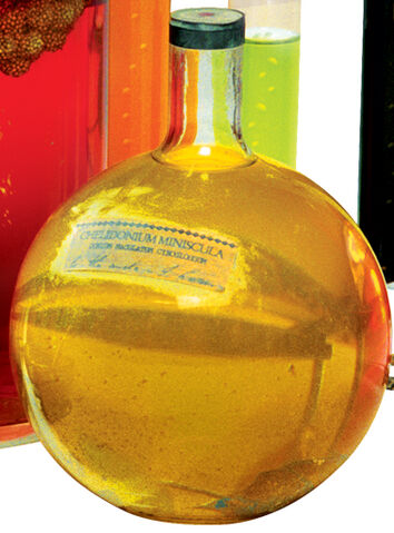File:Chelidonium Miniscula.jpg