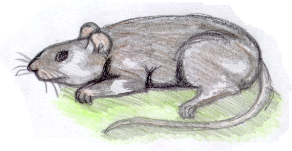 Bestand:Wormstaart.jpg