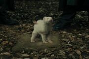 Draco-ferret.jpg