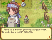 Lamp Grass Req