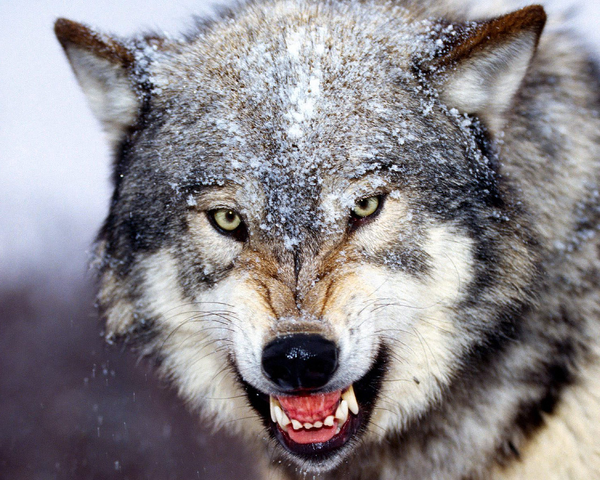 Datei:Wikia-Visualization-Main,deraubtiere.png