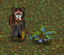 Blueberries plant.png