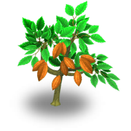 File:Cacao Tree Harvest 3.png