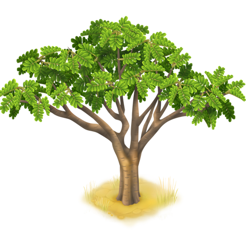 File:Acacia Tree.png