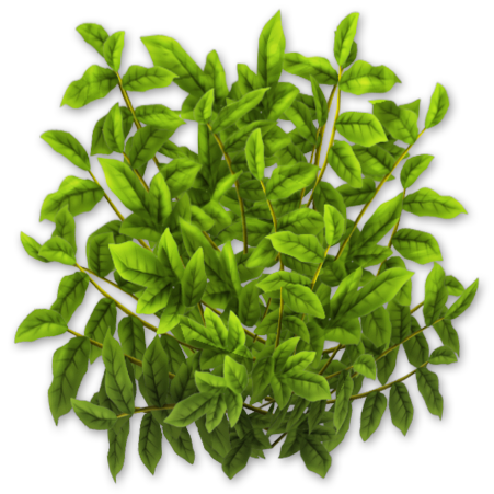 File:Coffee Bush Stage 1.png